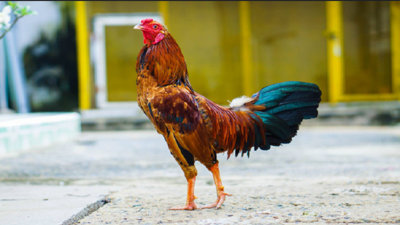 Tiết lộ cách nuôi gà đá cựa sắt​ đánh đâu thắng đó từ A tới Z