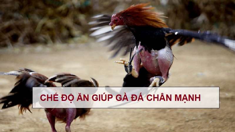 Cách nuôi gà đá chân mạnh và bật mí phương pháp nuôi gà đá khỏe, có lực Cách nuôi gà đá chân mạnh và bật mí phương pháp nuôi gà đá khỏe, có lực